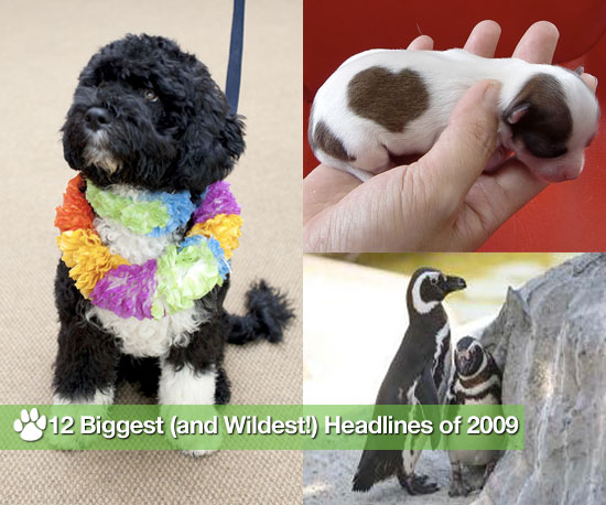 12 Biggest (and Wildest!) Headlines of 2009 12 Biggest (and Wildest!) Headlines of 2009