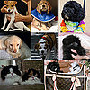 Do You Remember Who Won PetSugar's Best of 2009 Polls? 