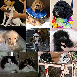 Do You Remember Who Won PetSugar's Best of 2009 Polls? 