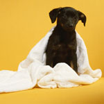 6 Petsolutions For a Fresh, Fun New Year 