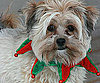 Pet Pic of the Day: Angus Shows Off His Holiday Spirit