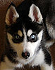 What Do You Know About Siberian Huskies? 