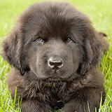 Puppies in the Working Group Puppies in the Working Group