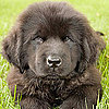 Puppies in the Working Group
