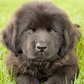 Puppy Breed Quiz 2011-03-21 16:00:00 Puppy Breed Quiz 2011-03-21 16:00:00