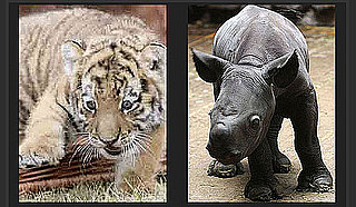 Use a Few Free Minutes to Play Our Baby Animal Faceoff!