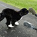 The First Dog Gets a Grand Welcome