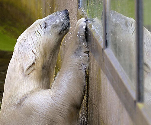 Knut Gets a Girlfriend Knut Gets a Girlfriend