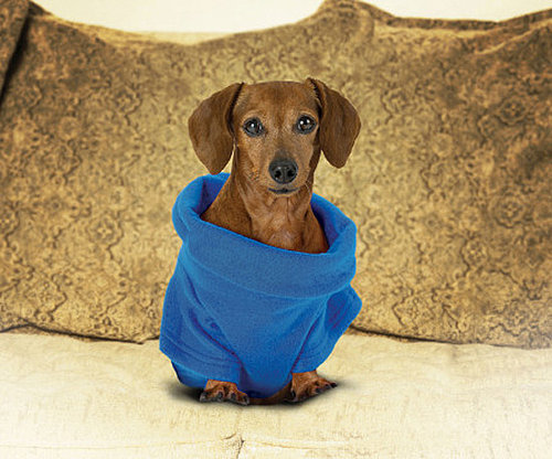 Snuggie Sensation Comes For the Dogs Snuggie Sensation Comes For the Dogs