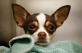 Do Tell: Which Celebrity Will Add a New Pet in 2010? 