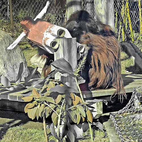 Your Guess Is as Good as an Orangutan?
