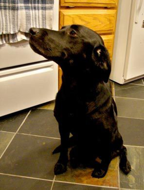 What's Your Take: Could You Take Home the Wrong Dog?