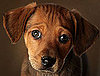 Do Your Furry Friends Furrow?