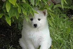What Do You Know About American Eskimo Dogs?
