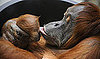 Dodi and Daisy