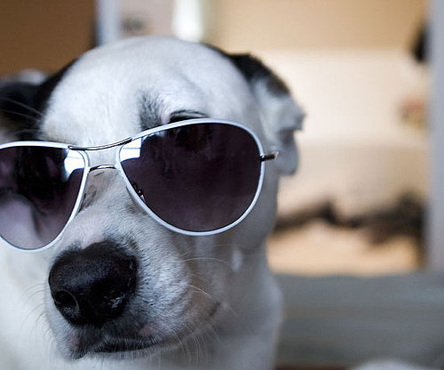I'm Ready For a Paw-dicure I'm Ready For a Paw-dicure