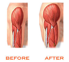 How Muscles Are Made How Muscles Are Made