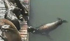 Sea Lion Gets Revenge! Sea Lion Gets Revenge!