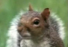 Operation Nuts: Squirrel Obstacle Course