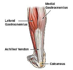 Ligaments and Tendons:  What's the Diff?