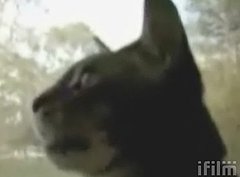 It's Super Dog/Duck/Cat!