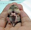 You Want the Cute?!