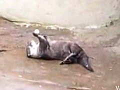 Cutest Little Otter Plays With Nut