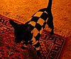 Inky Dinky Doodle, Chihuahua Gourmand