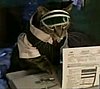 It's Tax Time!  Here's The Purrrfect Solution.