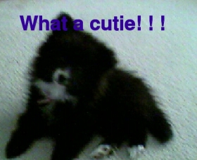 My Puppy Kikka Bella!