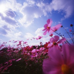 Perfume For Spring