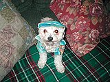 My Little Dog, Toby.  He weighs 3.5 lbs and is full grown.