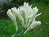Tuberose 