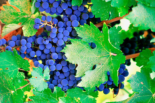 Definition: Vinotherapy