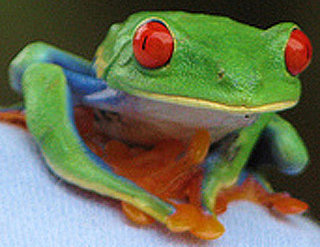 Latisse Experience: Red Eyes