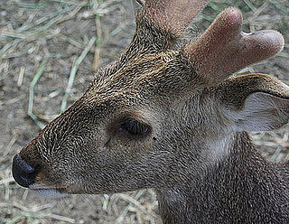 Would You Wear Perfume With Real Musk or Civet in It?