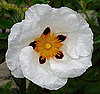 Definition of Labdanum 2009-09-07 06:03:22