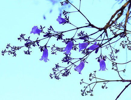 Definition of Jacaranda