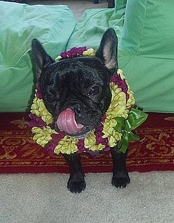 Dog Birthday Party Tips