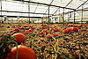 Northeastern Tomato Blight Caused by Home Gardening