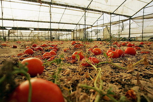 Northeastern Tomato Blight Caused by Home Gardening