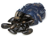 Mussels in Tomato Sauce Recipe 2009-08-25 13:55:29 Mussels in Tomato Sauce Recipe 2009-08-25 13:55:29
