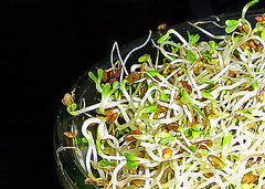 Alfalfa Spouts: Love Them or Hate Them? Alfalfa Spouts: Love Them or Hate Them?