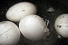 Do You Eat Hard Boiled Eggs?