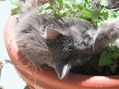 What Do You Know About Catnip?