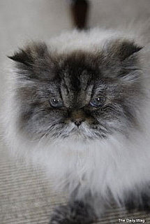 Martha Stewart's 19-Year-Old Cat, Mozart, Died
