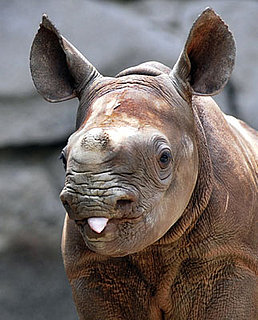 Baby Rhino Taunts Us With His Tongue Out!