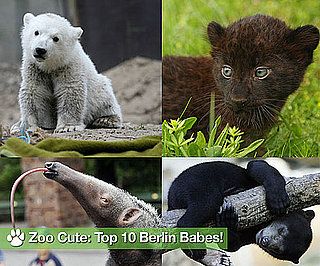 Who Is "Zoo Cute" in Berlin?