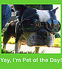 Have You Submitted Your Adorable Pet Photos Yet?!