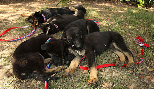 The Scoop: Trakr's Cute Clones Make Their Debut!